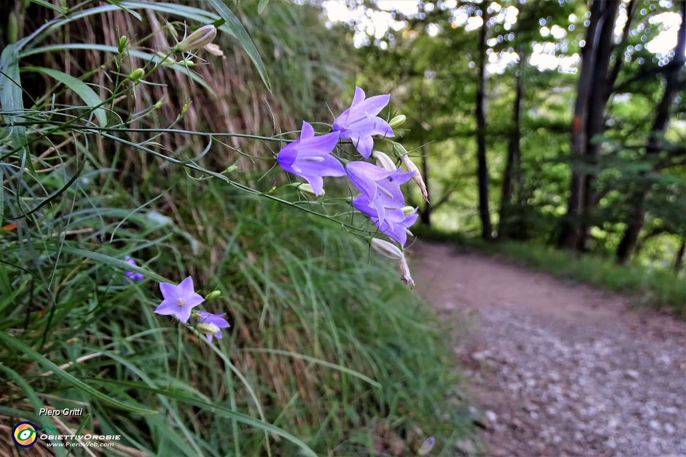 18 Bel sentiero nel bosco in lieve saliscendi, con fiori di stagione.JPG